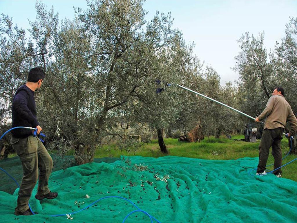 Agriturismo Borgo Dell'Aschetto Marina di Cerveteri Bilik gambar